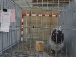 XIV Concurso Exposición de Palomas de Raza en Mula 2024